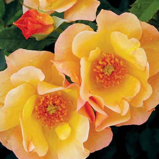Rose 'Morden Sunrise'