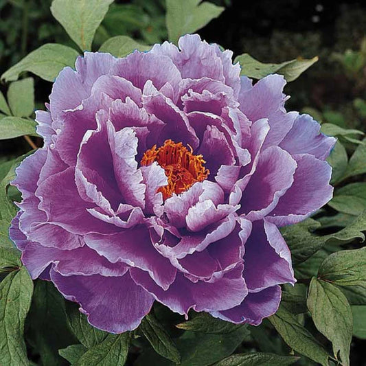 Tree Peony 'Kamada-nishiki'