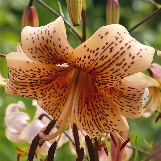 Tiger Lily ‘Tiger Babies’