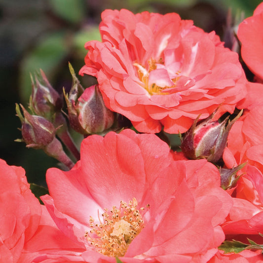 Rose 'Coral Drift®'