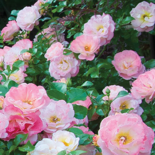 Rose 'Peach Drift®'