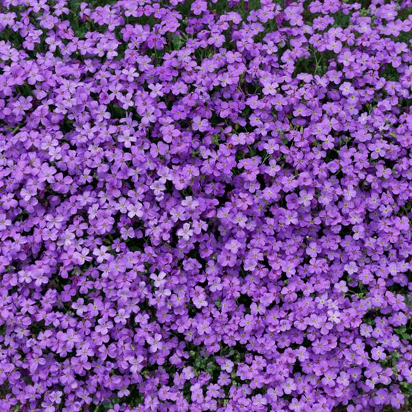 Rock Cress Aubretia