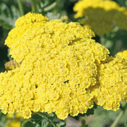 Yarrow