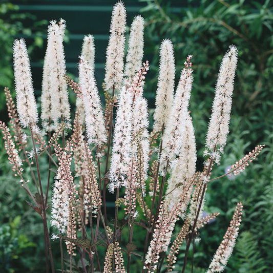 Bugbane