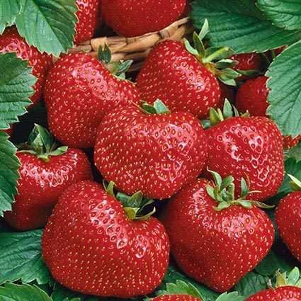 Strawberry 'AC Valley Sunset'