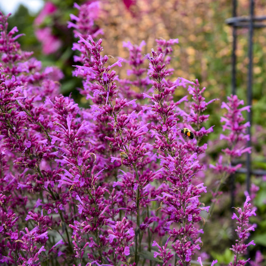 Agastache 'Meant to Bee'