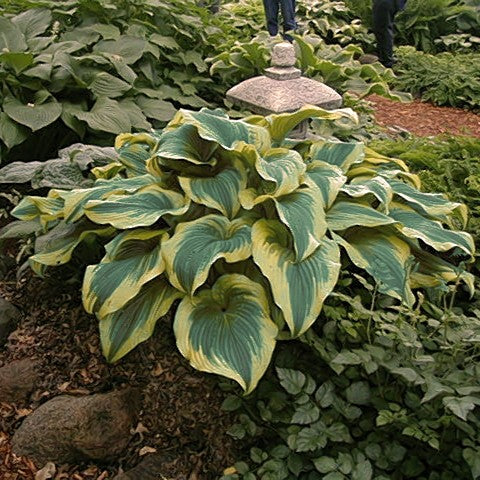 Mountain Hosta 'AureoMarginata'