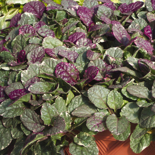 Bugleweed 'Burgundy Glow'