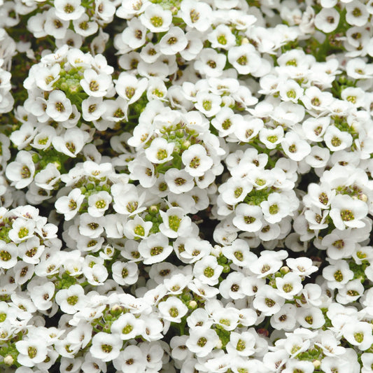 Alyssum 'Clear Crystal®'