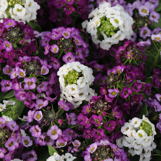 Alyssum 'Clear Crystal®'