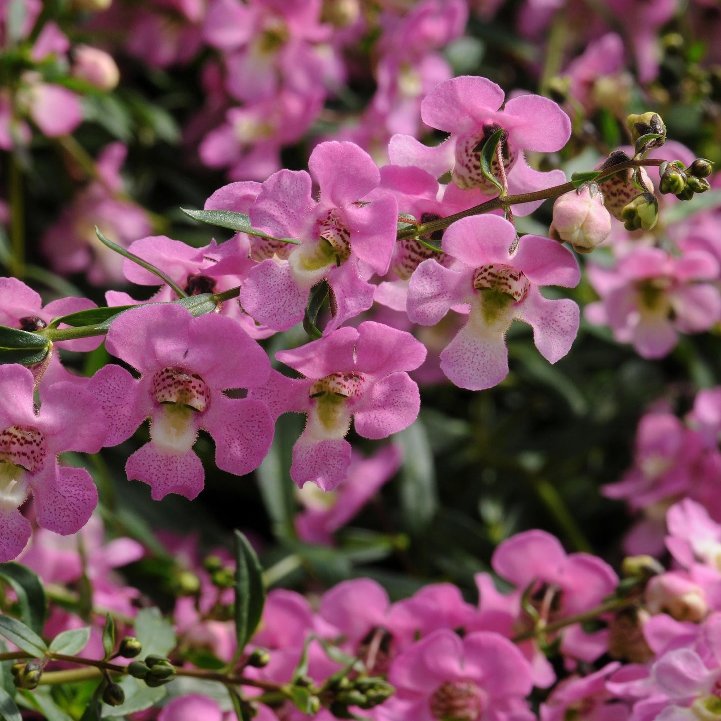 Angelonia 'AngelMist' Spreading