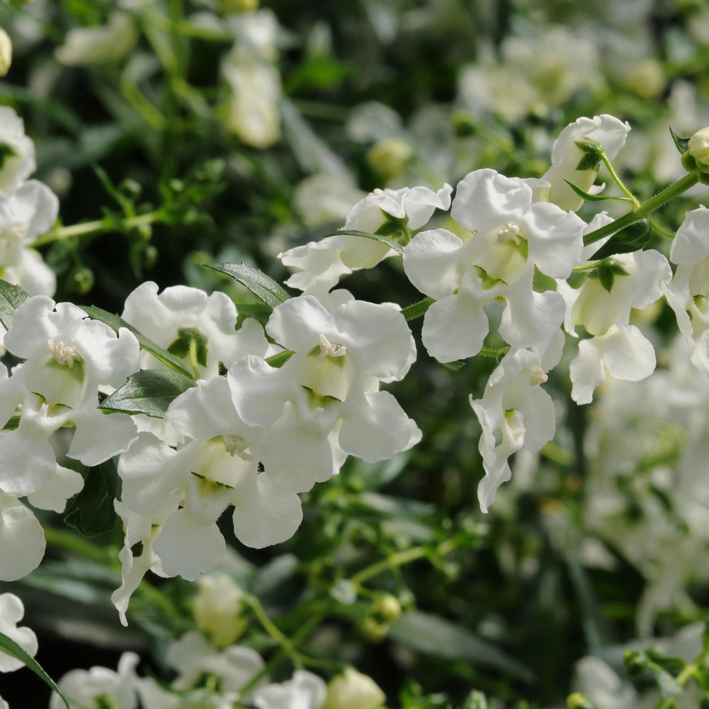 Angelonia 'AngelMist' Spreading