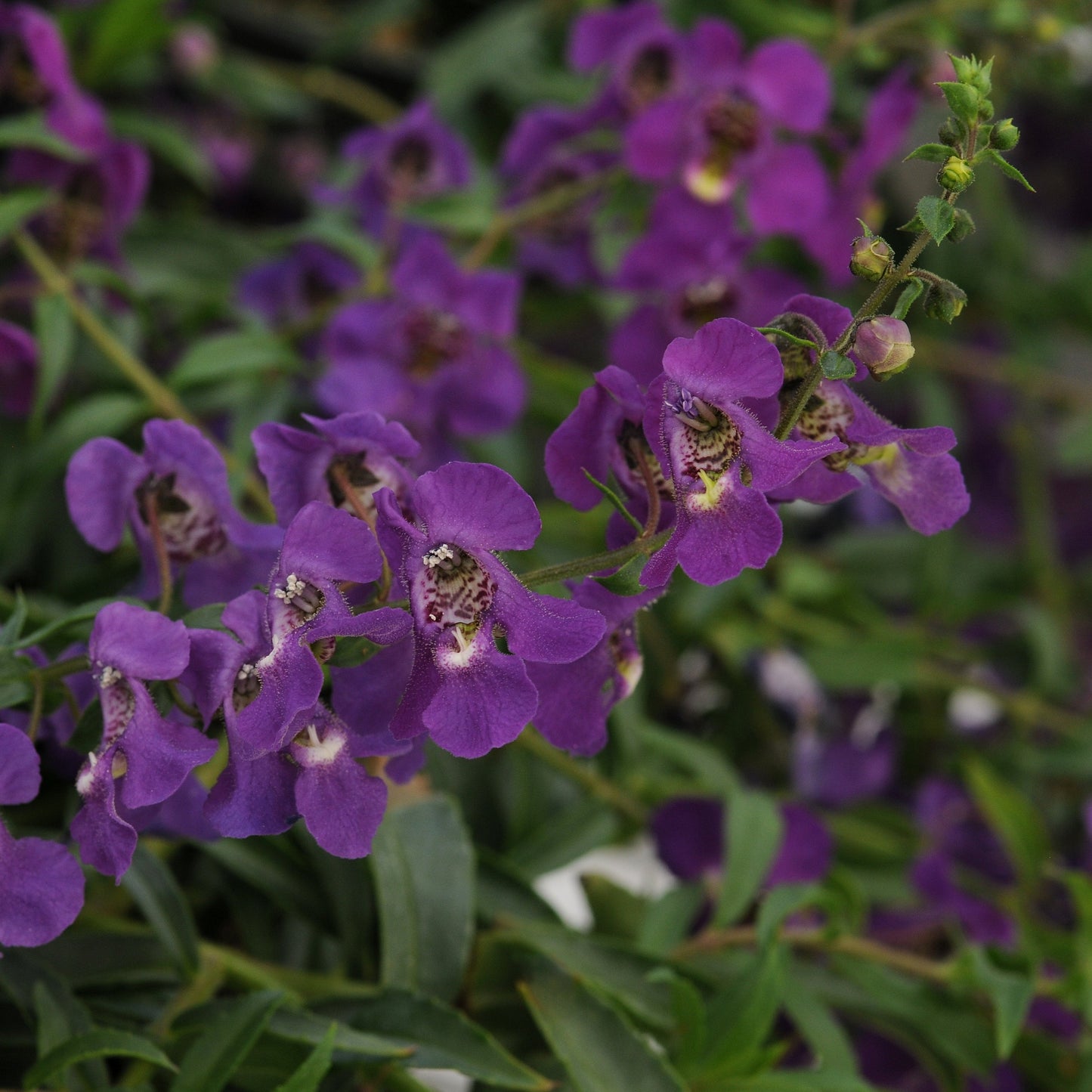Angelonia 'AngelMist' Spreading