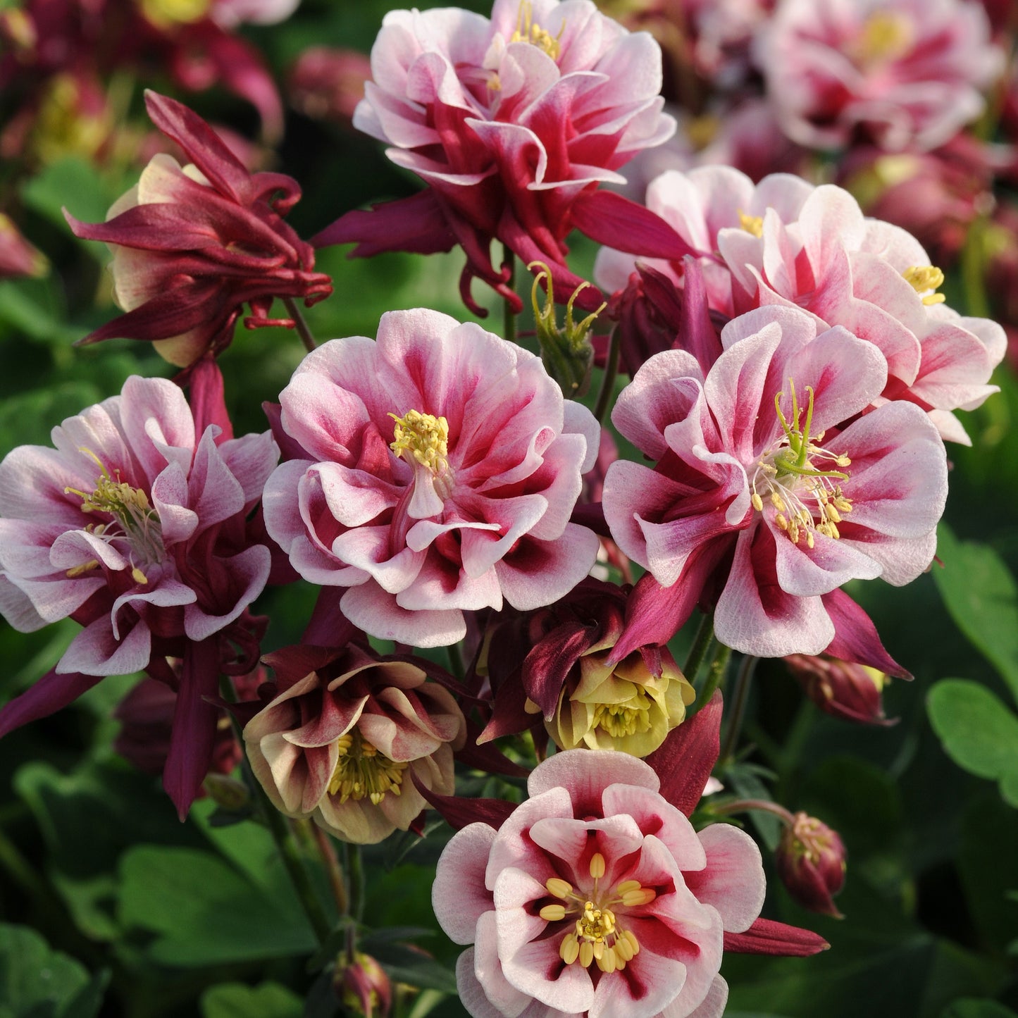 Columbine 'Winky Double'