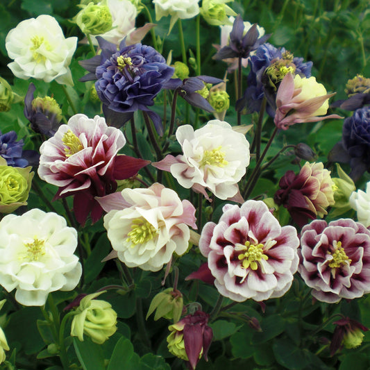 Columbine 'Winky Double'