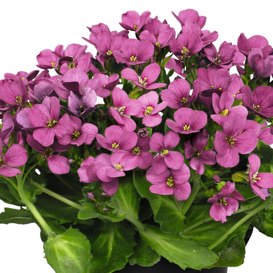 Rock Cress 'Catwalk'