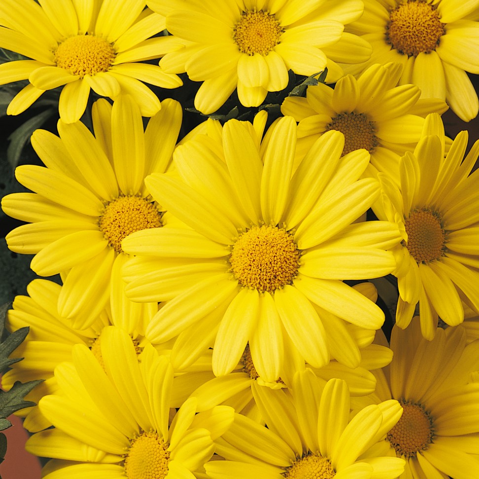 Argyranthemum Marguerite Daisy