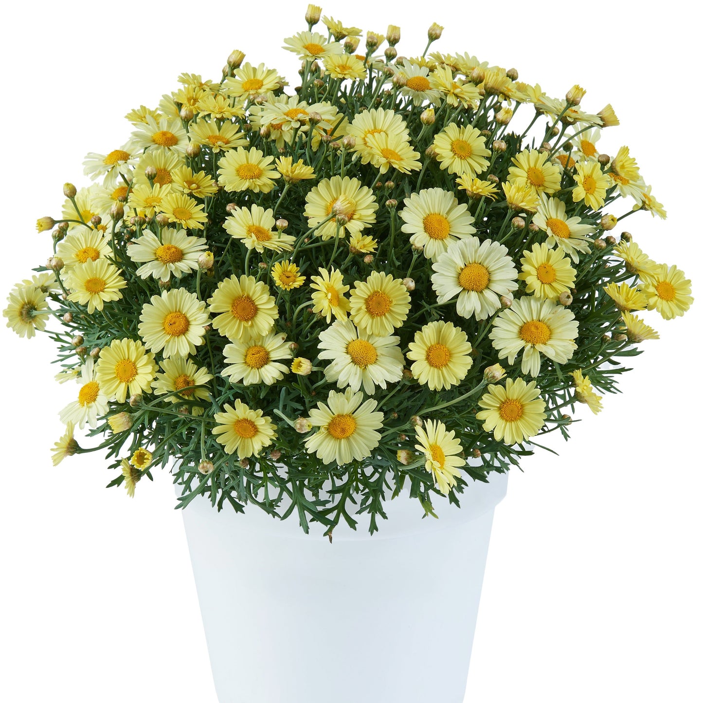 Argyranthemum Marguerite Daisy 'Lollies' Series