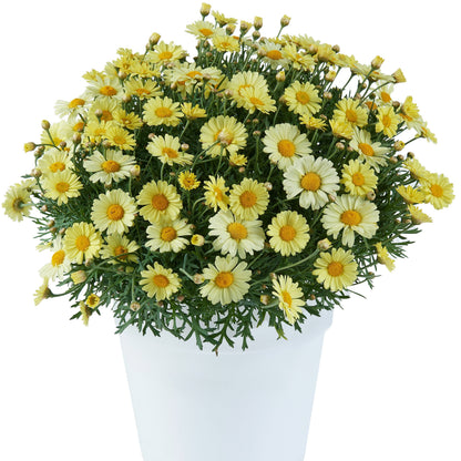 Argyranthemum Marguerite Daisy 'Lollies' Series