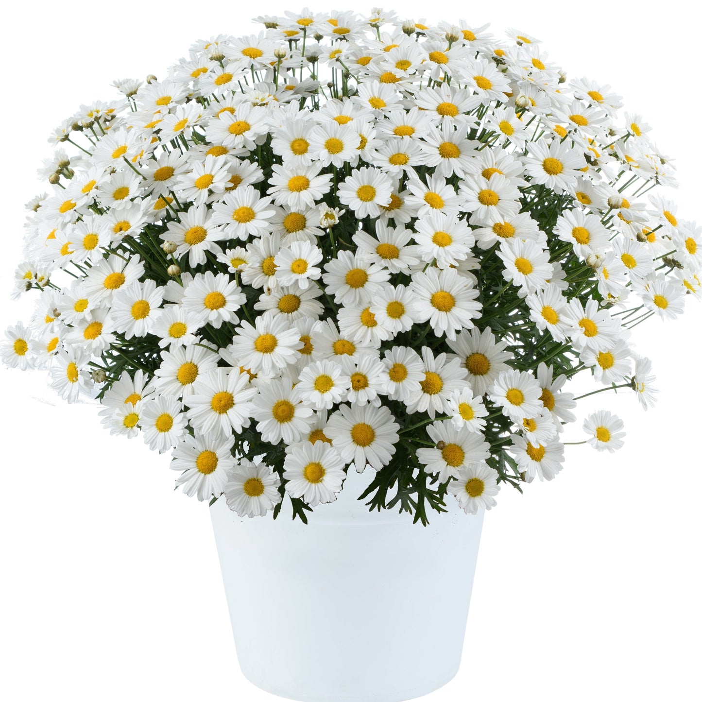 Argyranthemum Marguerite Daisy 'Lollies' Series