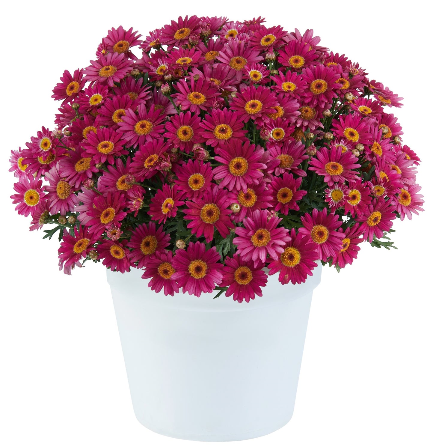 Argyranthemum Marguerite Daisy 'Lollies' Series