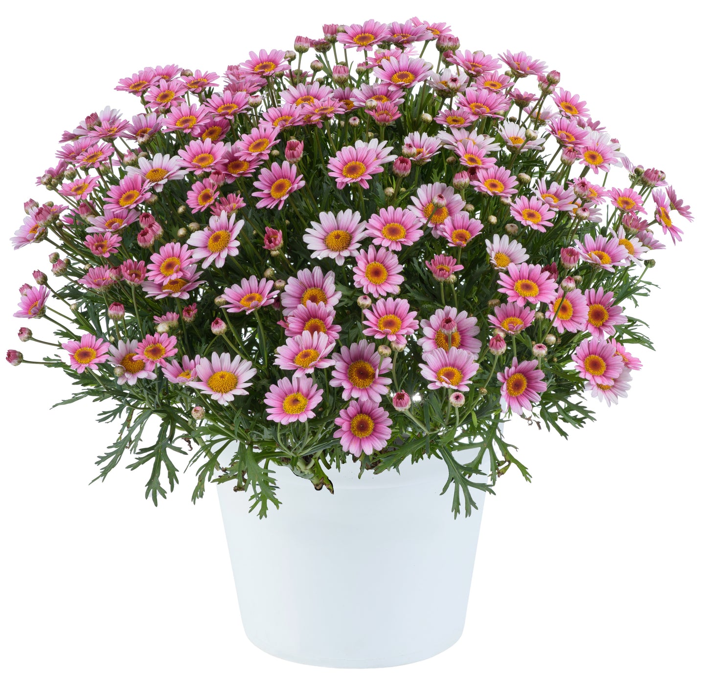 Argyranthemum Marguerite Daisy 'Lollies' Series