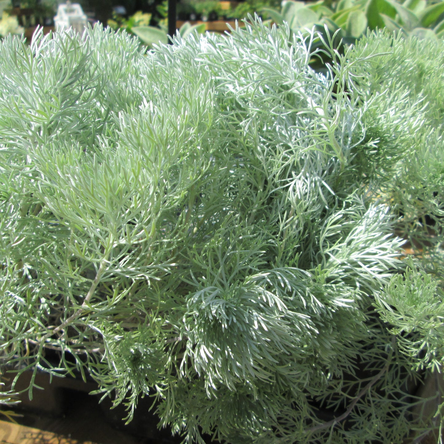 Sagebrush 'Silver'