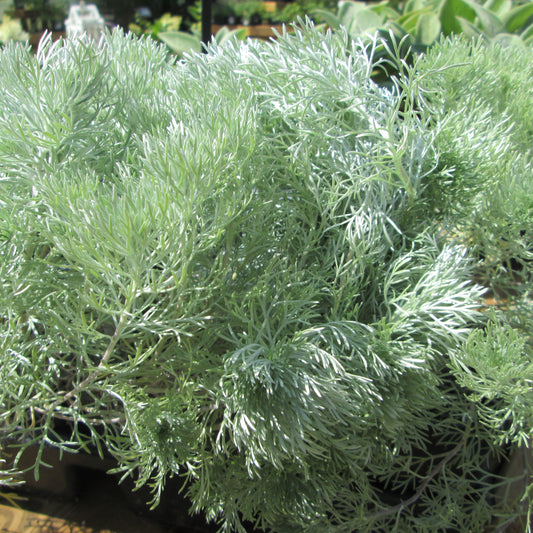 Sagebrush 'Silver'