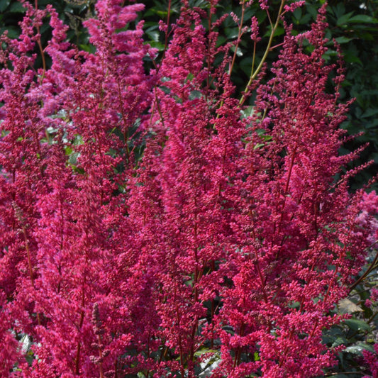 Garden Astilbe 'Burgundy Red'