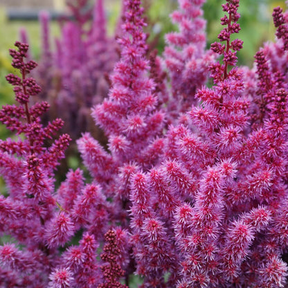Chinese Astilbe 'Purple Rain'