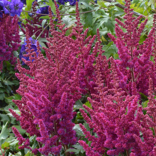 Chinese Astilbe 'Visions'