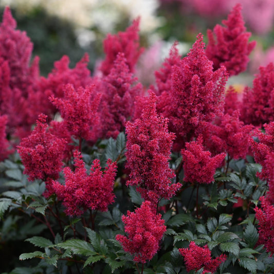 Japanese Astilbe 'Red Sentinel'