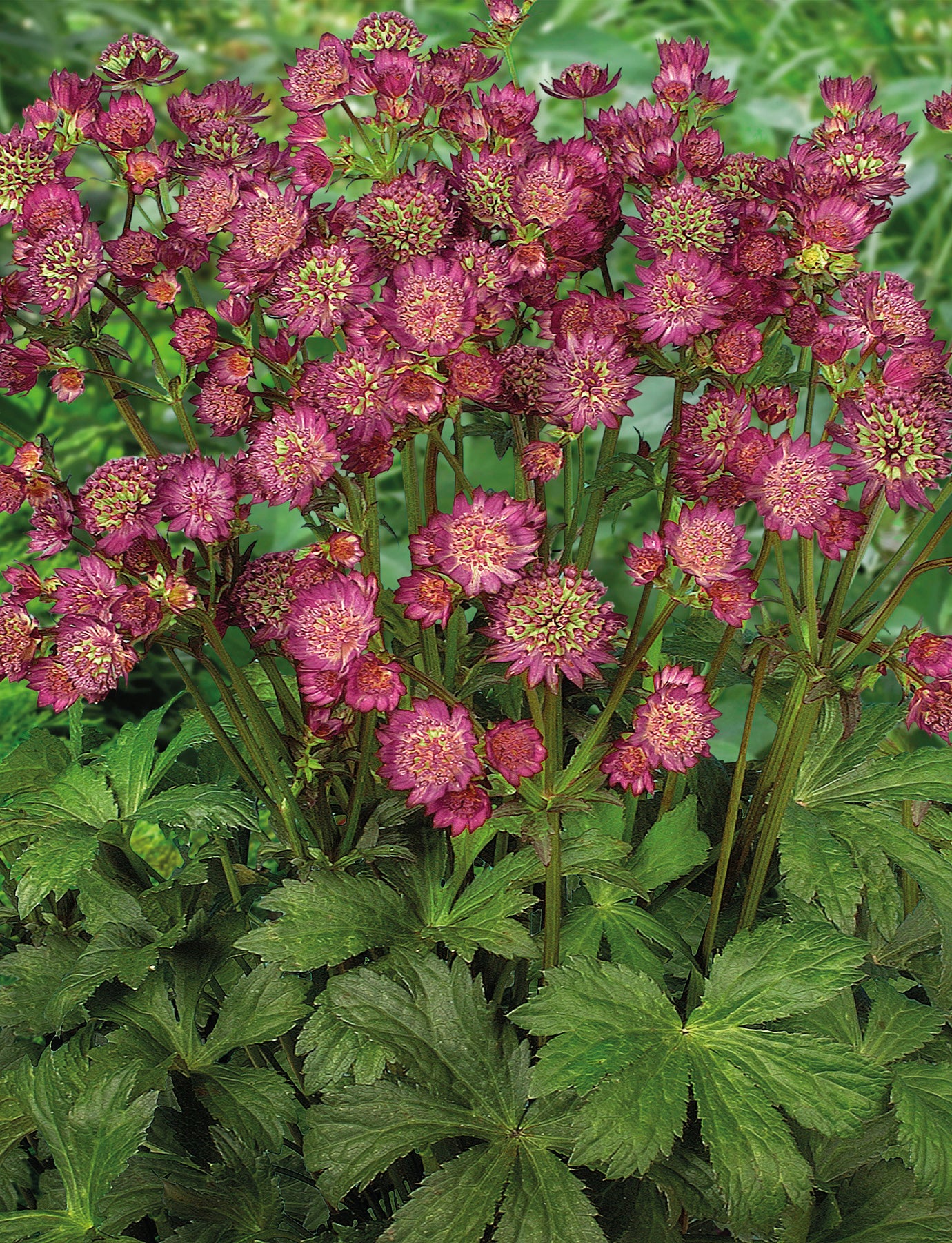 Masterwort 'Star of Beauty'