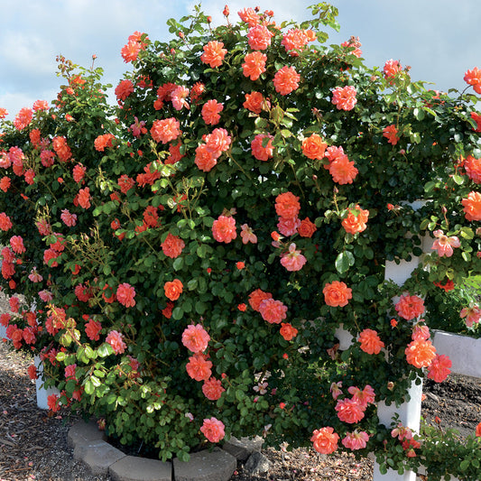 Rose 'Above All™'