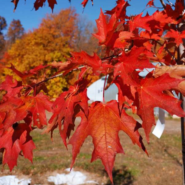 Maple 'Sugar'