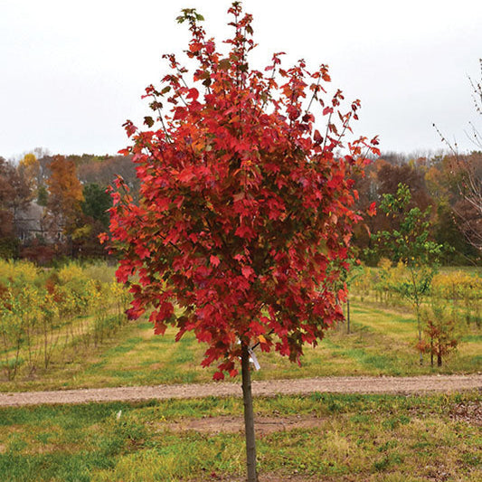 Maple 'October Glory'