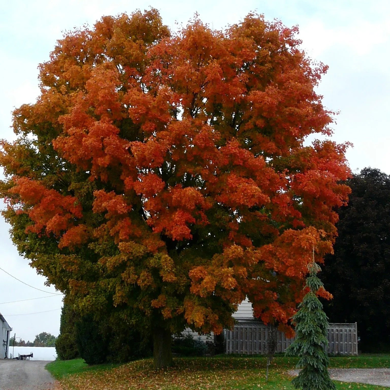 Maple 'Sugar'