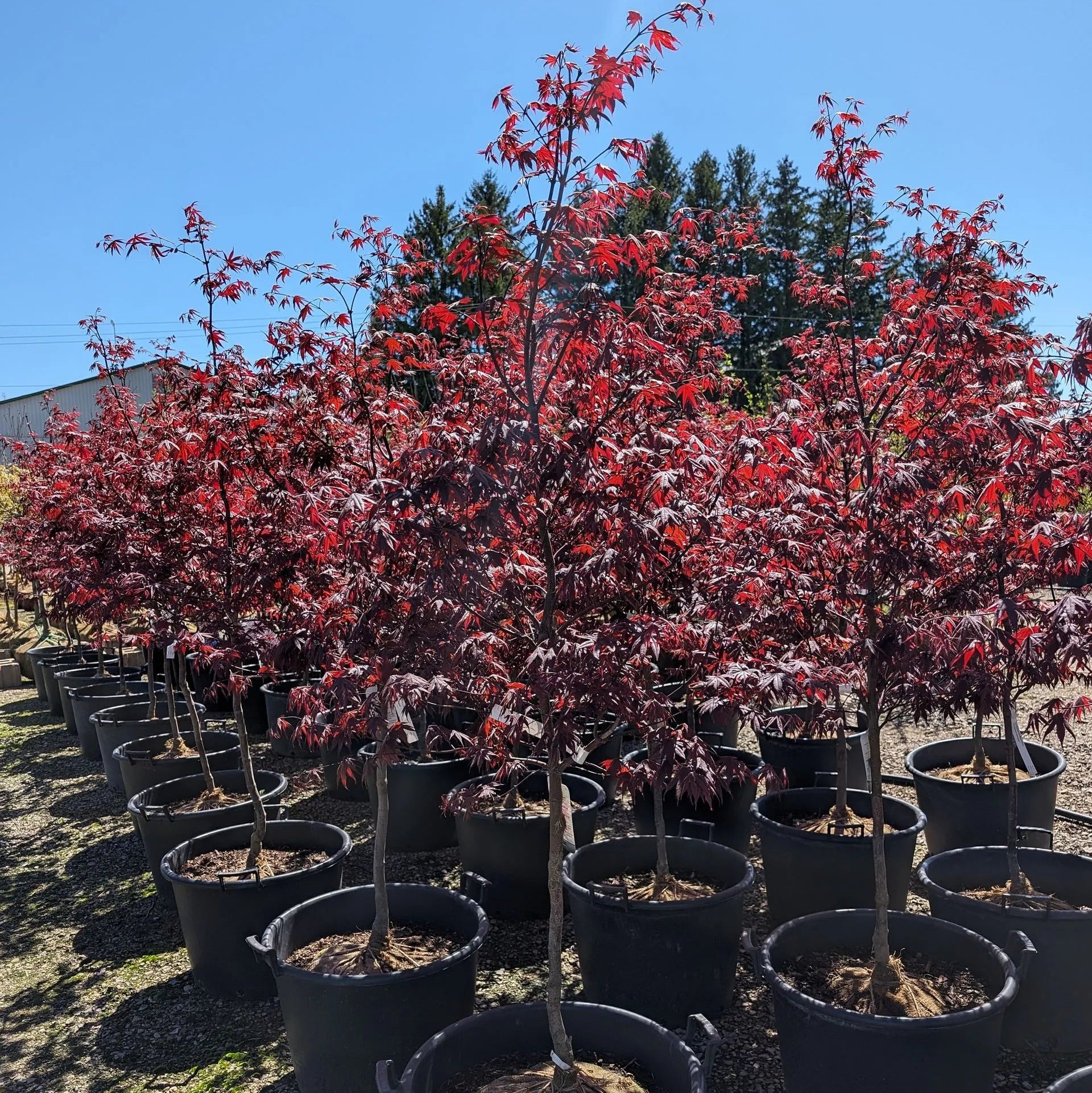 Maple 'Japanese Bloodgood'