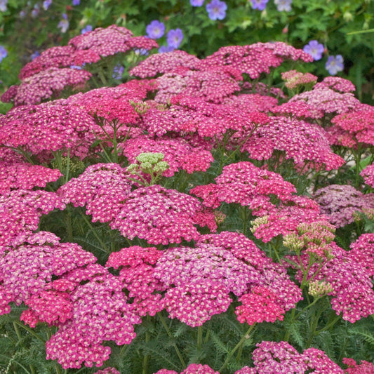 Yarrow 'Skysail'