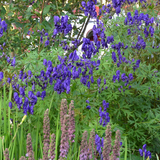 Monkshood