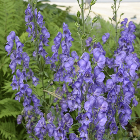 Monkshood