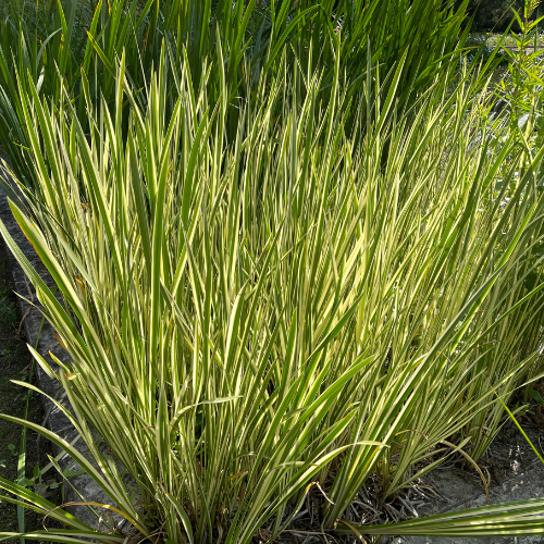 Variegated Sweet Flag