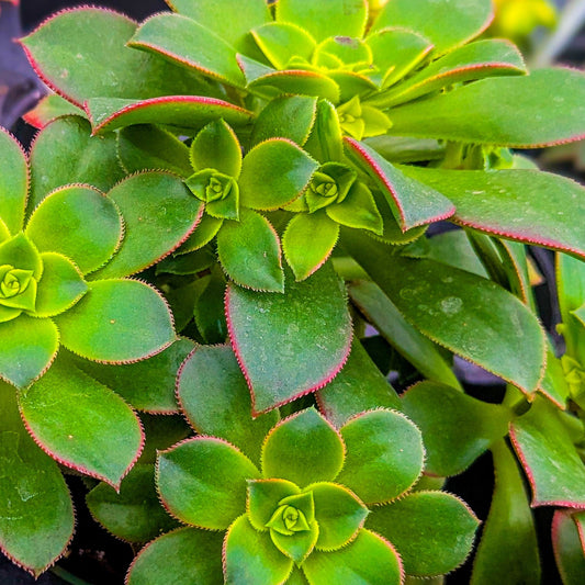 Aeonium 'kiwi'