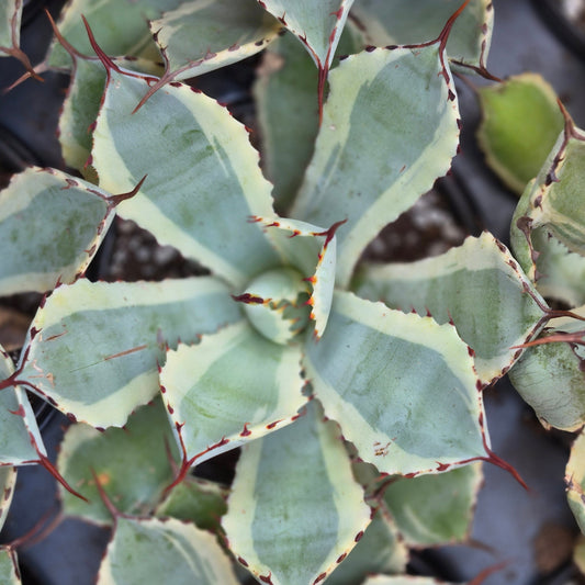 Agave 'Ice Queen'