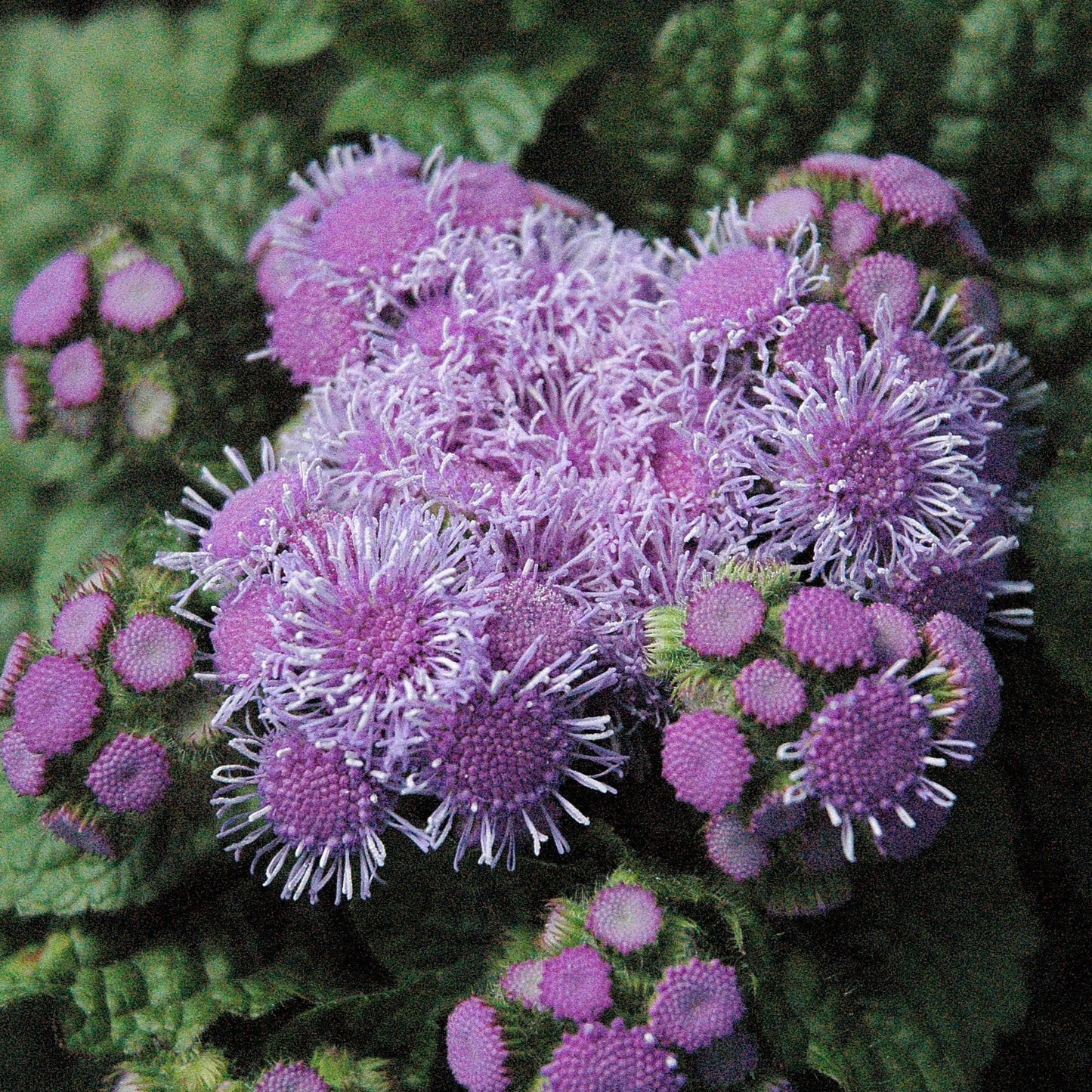 Ageratum 'Blue Kona'