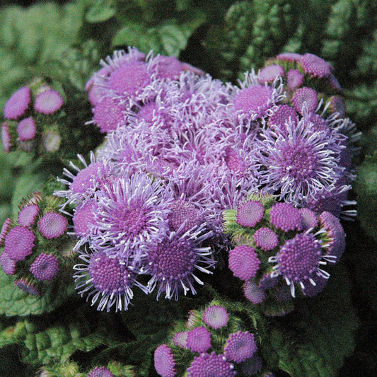 Ageratum 'Blue Kona'