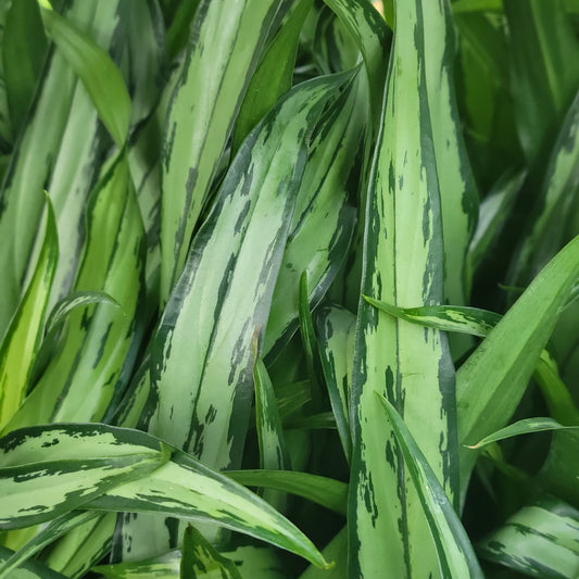 Aglaonema 'Cutlass'