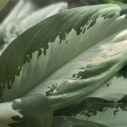 Aglaonema 'Diamond Bay'