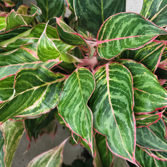 Aglaonema Moonstone