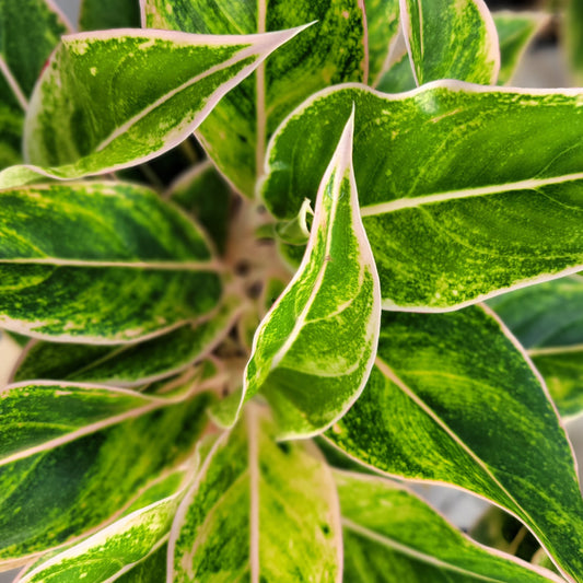Aglaonema 'Siam Pink'
